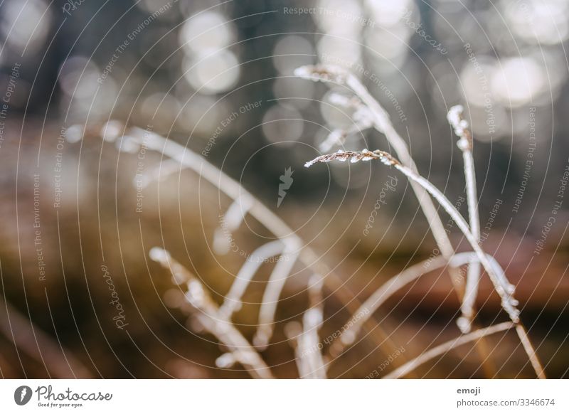 Frost/Tau im Gegenlicht Natur Pflanze Winter Schönes Wetter Gras Sträucher braun Farbfoto mehrfarbig Außenaufnahme Nahaufnahme Detailaufnahme Makroaufnahme