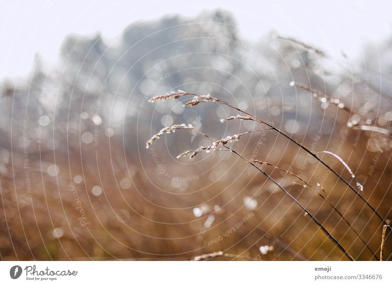 Frost/Tautropfen im Gegenlicht Natur Pflanze Winter Schönes Wetter Gras Sträucher braun Farbfoto mehrfarbig Außenaufnahme Nahaufnahme Detailaufnahme