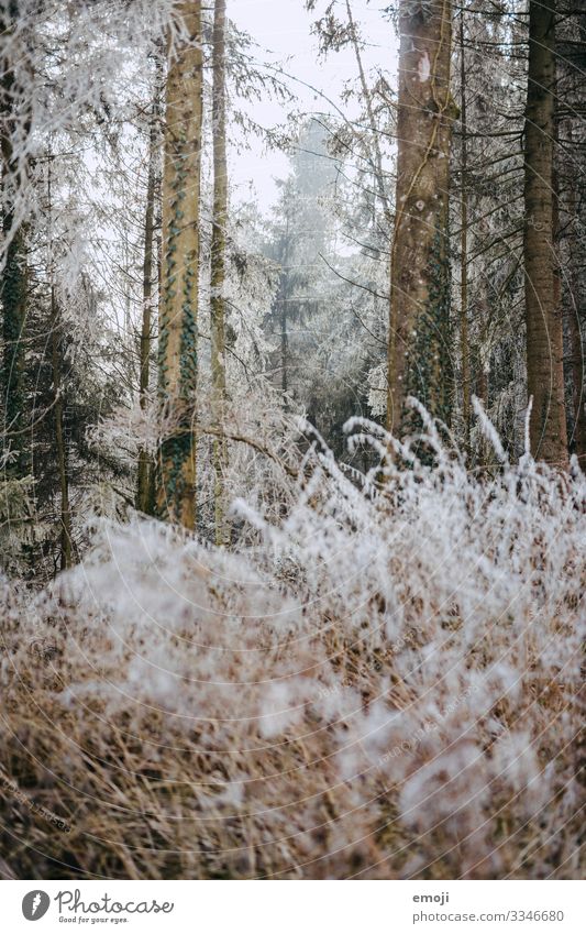 Frost Wald Umwelt Natur Landschaft Pflanze Winter Baum Sträucher kalt weiß Farbfoto Gedeckte Farben Außenaufnahme Menschenleer Tag Schwache Tiefenschärfe