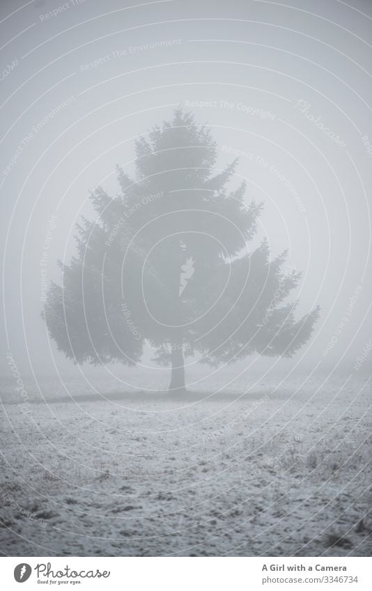Einsamer Baum im Schnee- und Nebellandschaft kalt Winter Landschaft Eis Außenaufnahme Menschenleer Schneelandschaft weiß Natur Textfreiraum unten Umwelt