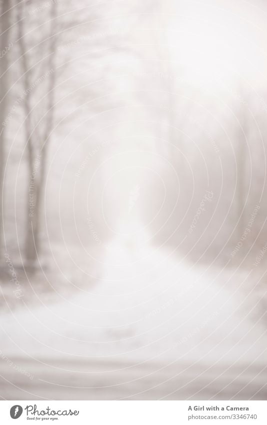 This image shows a snowy path leading through a forest in winter time - the image ist out of focus white Winter mood Snow Trees Forest path Blur Exterior shot