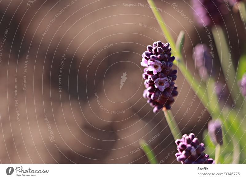 der Duft des Lavendels Lavendelblüte blühender Lavendel Lavendelduft Heilpflanze Nutzpflanze Lavandula Lavandula angustifolia duftende Blumen Gartenpflanzen
