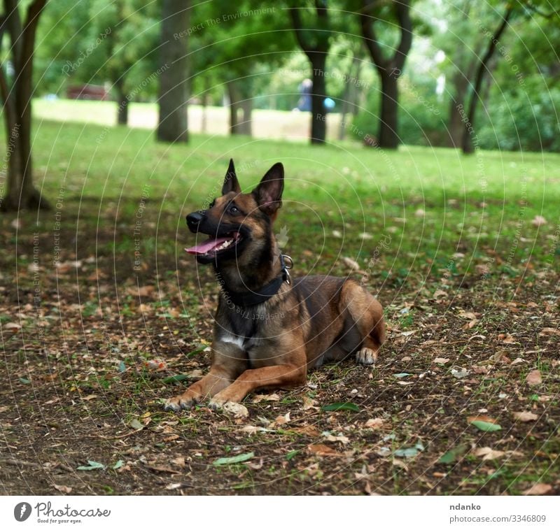 Belgischer Schäferhund Malinois Freude Glück Sommer Freundschaft Erwachsene Mund Natur Tier Gras Park Haustier Hund sitzen Freundlichkeit niedlich braun grün