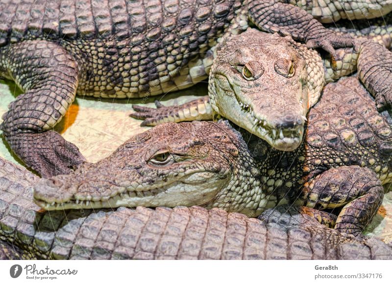 mehrere Alligatorkrokodile aus nächster Nähe exotisch Haut Mund Zähne Natur Tier Leder wild grün gefährlich Farbe Hintergrund groß fleischfressend Krokodil