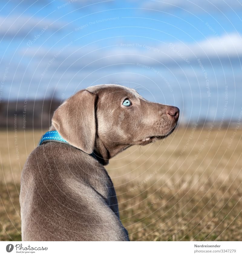 Ich bin dein Vollzeitjob Leben Freizeit & Hobby Jagd Ausflug Natur Himmel Wolken Schönes Wetter Gras Wiese Feld Tier Haustier Hund beobachten frech klein blau