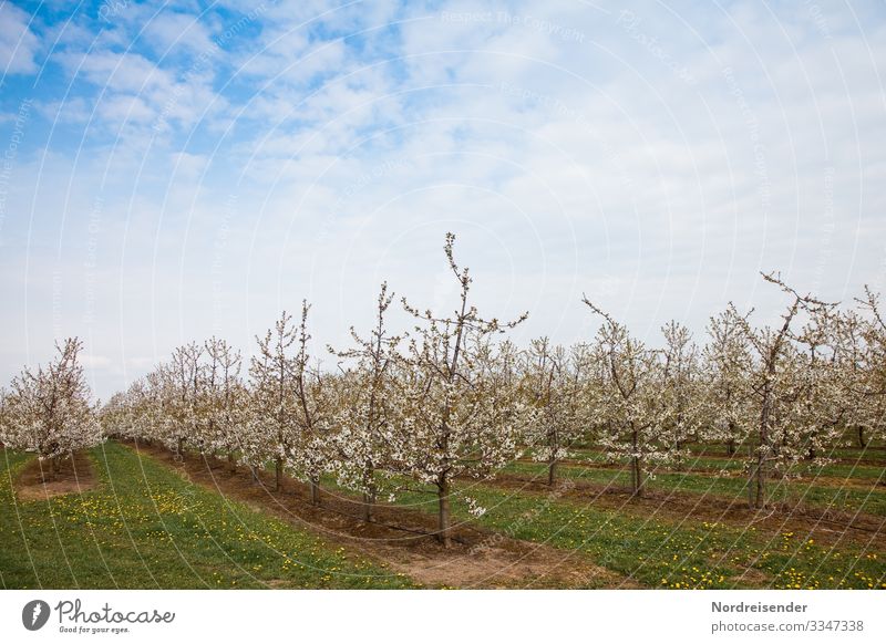 Kirschblüte Leben Ausflug Landwirtschaft Forstwirtschaft Natur Landschaft Pflanze Himmel Wolken Frühling Schönes Wetter Baum Gras Nutzpflanze Wiese Feld Blühend