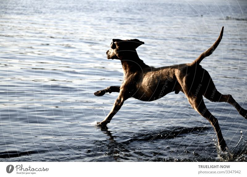 Jumpin' Jack Flash! Lifestyle elegant Wellness Leben Schwimmen & Baden Freizeit & Hobby Jagd Haustier Nutztier Hund Weimaraner 1 Tier rennen Spielen springen