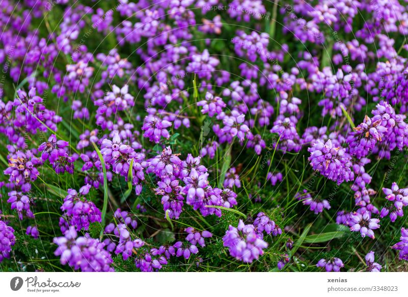 Violette Glockenheide mit grünem Gras Heidekrautgewächse violett Natur Landschaft Pflanze Blume Blüte Wildpflanze Bergheide klein rund viele Umwelt xenias