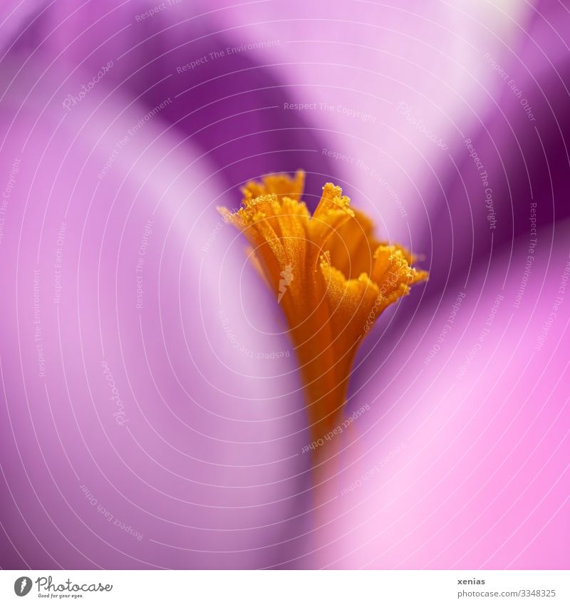Makroaufnahme eines violetten Krokus mit orangen Stempel im Fokus Garten Natur Frühling Pflanze Blüte Krokusse Blütenblatt Pollen Blühend klein Wachstum