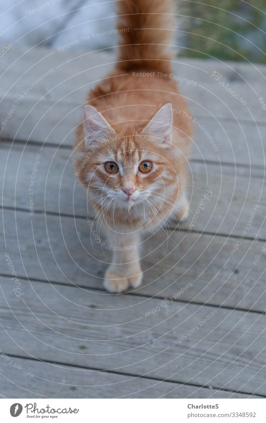 Tin Can Ausflug Garten Kopf Auge Balkon Terrasse Tier Haustier Katze Tierjunges rot Neugier Perspektive Pfote Glück Rost Streifen Schwanz kommen Zehen