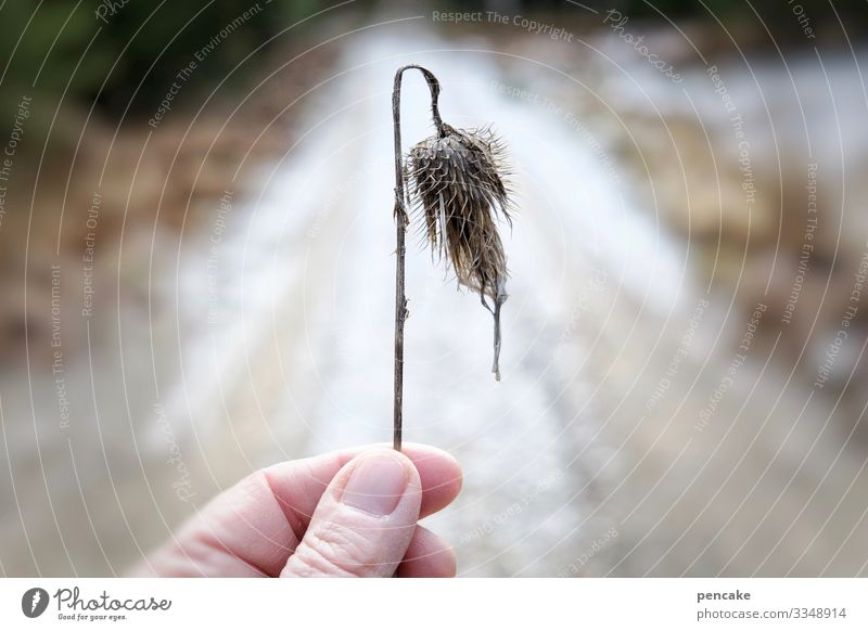 eiszeit | überlebensstrategie Mensch Hand Finger Natur Landschaft Pflanze Winter Eis Frost Schnee Blüte Wildpflanze bizarr einzigartig Erwartung Überleben