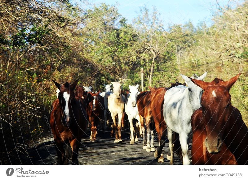 sprichwörtlich | das glück der erde liegt auf dem rücken der pferde pferdeherde Pferd besonders Costa Rica Tier Tierporträt Menschenleer Farbfoto Tierschutz