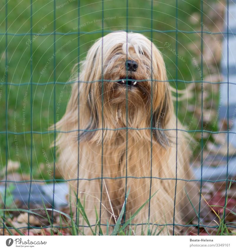 Hundeleben: Gefangenschaft Verlierer Natur Wiese blond langhaarig Tier Tiergesicht atmen beobachten Denken Blick träumen Traurigkeit warten dunkel Wut Schutz