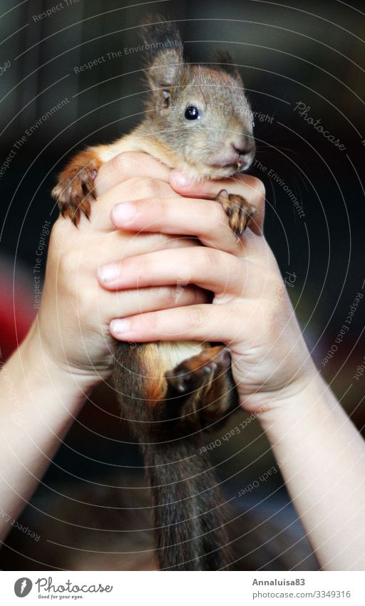 Eichhörnchen in der Hand 1 Mensch Umwelt Natur Tier Gesundheit kuschlig klein Krankheit wild weich braun rot Farbfoto