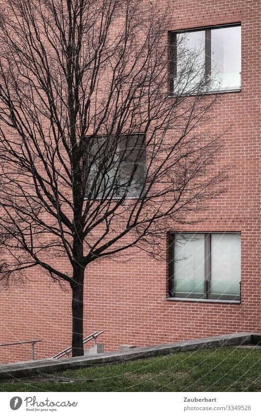 Fassade, Baum und Begrünung Gras Rasen Berlin Haus Bauwerk Gebäude Mauer Wand Fenster stehen kalt trist rot standhaft Langeweile Erschöpfung Traurigkeit kahl