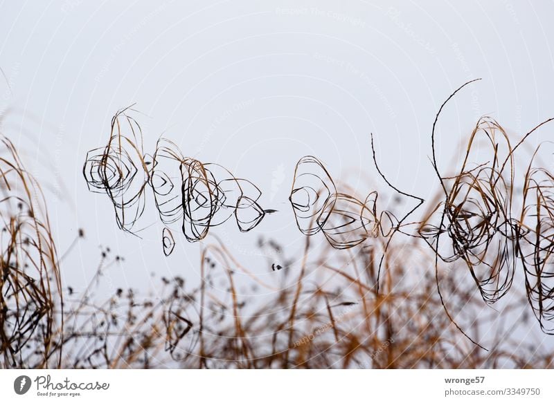 Gräser und Halme spiegeln sich an der Wasseroberfläche eines Sees Gräser & Halme Spiegelung Natur Außenaufnahme Farbfoto Menschenleer Reflexion & Spiegelung