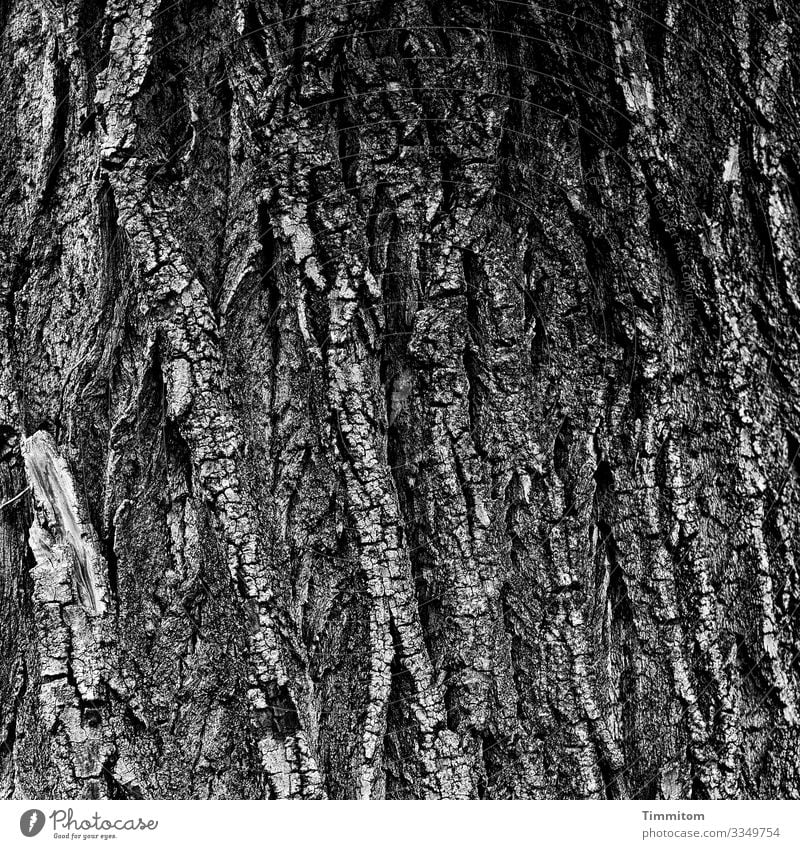 Alte Borke Umwelt Natur Baum Wald Holz alt grau schwarz weiß Gefühle Baumstamm Baumrinde Schwarzweißfoto Außenaufnahme Menschenleer Tag Kontrast