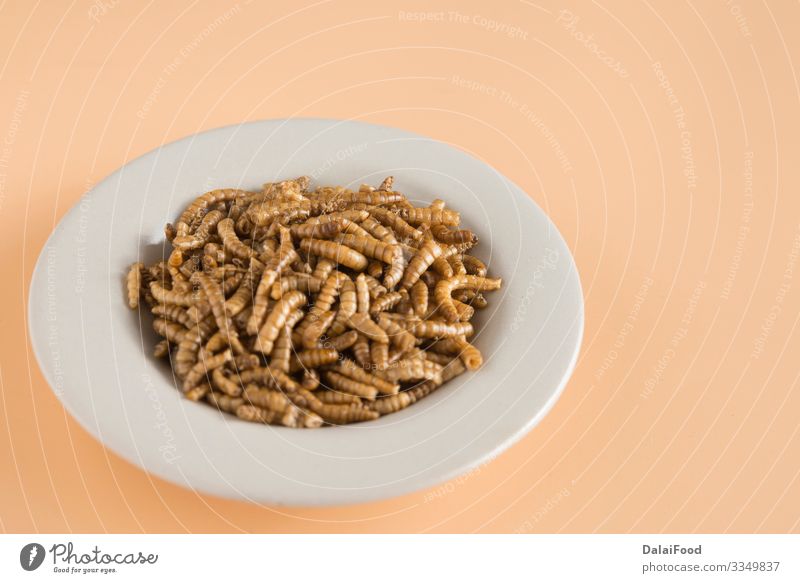 Endible Schneckenplatte im gewachsenen Hintergrund Lebensmittel Teller Wurm essbar braten Insekt Larve Protein Farbfoto
