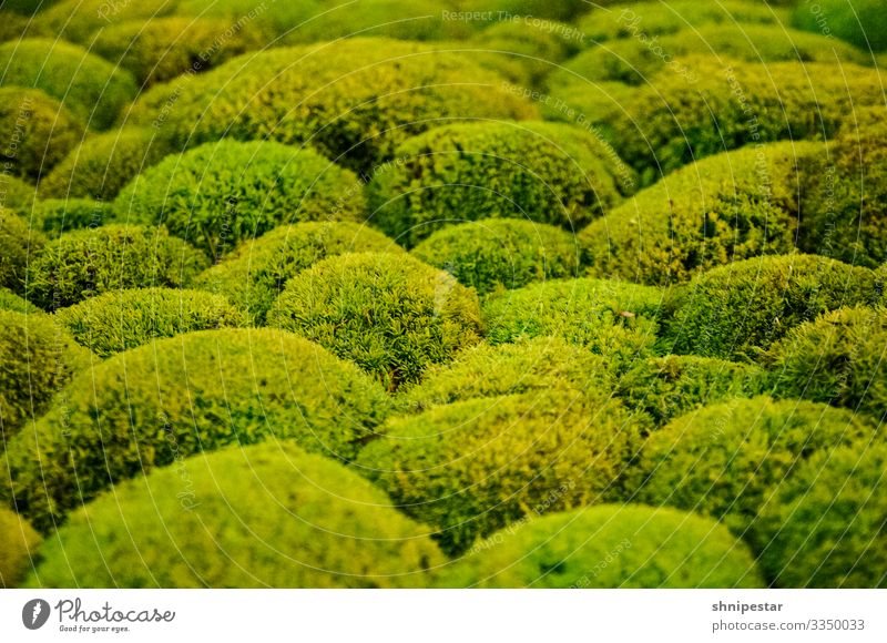 Einfach moosig Natur Pflanze Klima Moos Grünpflanze Hügel außergewöhnlich grün exotisch Farbe Kreativität Moosteppich mehrfarbig Innenaufnahme Nahaufnahme