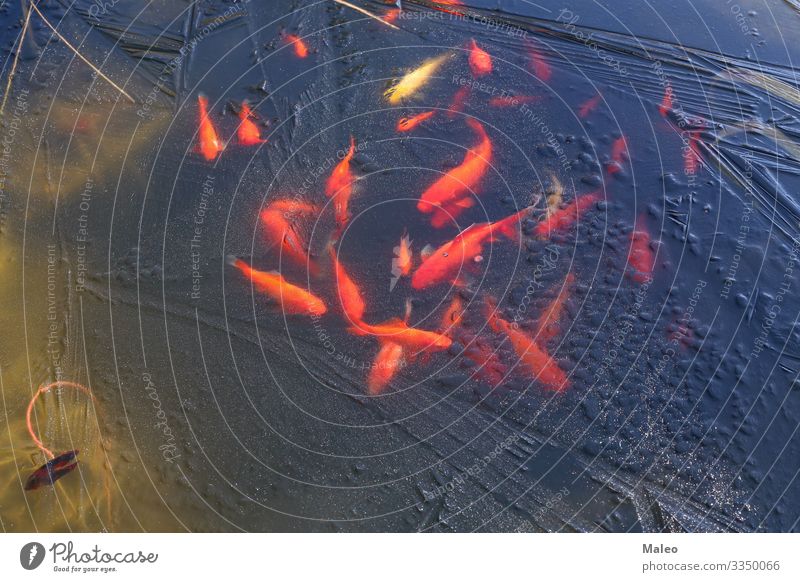 Goldfisch&#1077; unter dem Eis Tier mehrfarbig Fisch frisch gefroren gold Gesundheit Natur Teich rot Schwimmen & Baden dünn Wasser Winter Unterwasseraufnahme