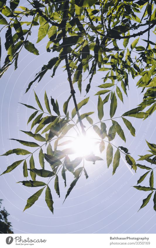 Esskastanie im Sonnenlicht Umwelt Natur Pflanze Himmel Wolkenloser Himmel Sommer Wetter Schönes Wetter Baum Nutzpflanze Garten Park Menschenleer Wachstum hell