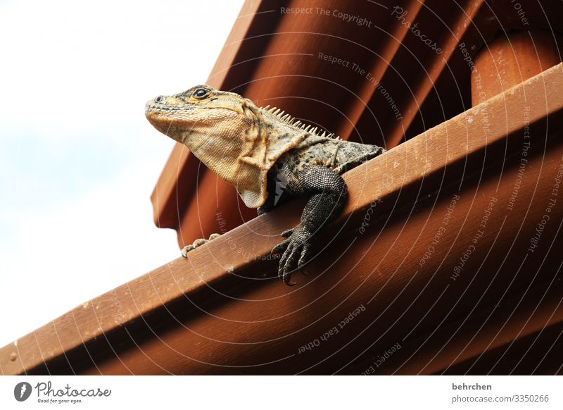 architektur und natur | hausbesetzer Schuppen Reptil niedlich besonders Dachrinne Gecko Eidechse Leguane Costa Rica Ferien & Urlaub & Reisen Natur Ausflug