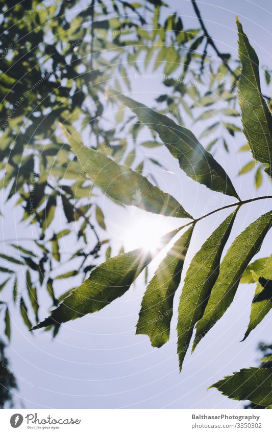 Esskastanie (Blätter in der Sonne) Sommer Umwelt Natur Pflanze Himmel Wolkenloser Himmel Sonnenlicht frisch grün Wetter Schönes Wetter Baum Nutzpflanze Garten