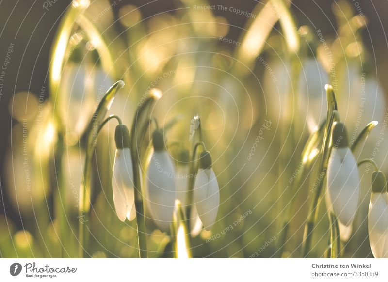 Schneeglöckchen im Gegenlicht der Morgensonne Natur Pflanze Sonnenlicht Frühling Winter Schönes Wetter Blatt Blüte ästhetisch außergewöhnlich Fröhlichkeit