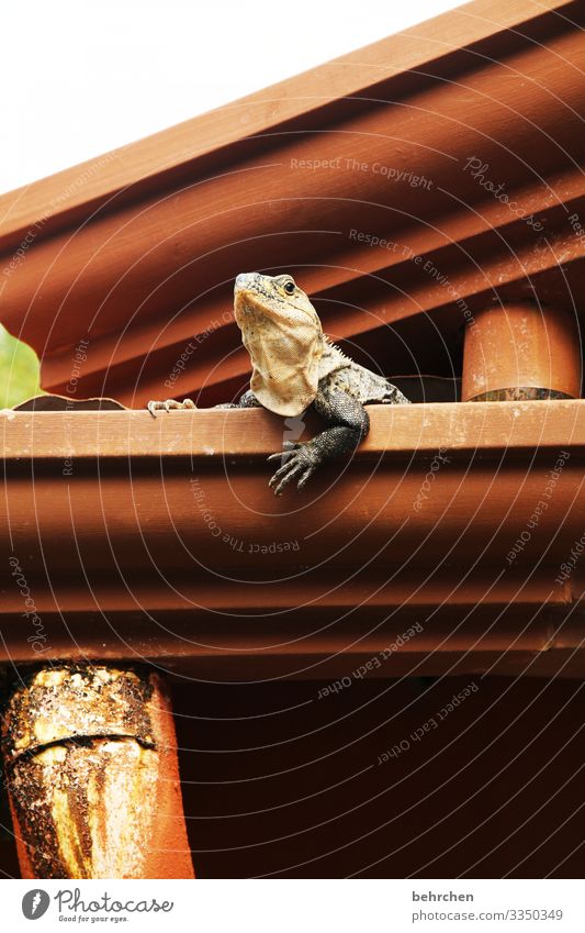 besetzt | hier wohn ich! Cool Coolness Detailaufnahme Farbfoto lustig interessant Krallen Schuppen Reptil niedlich Leguane Eidechse Gecko Dach Dachrinne