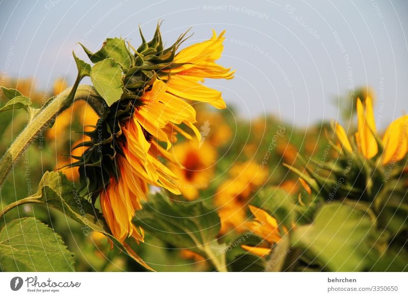 SONN(ensommer)TAG Natur Sommer Schönes Wetter Blume Blüte Sonnenblume Licht Garten Kontrast Sonnenlicht Unschärfe Sonnenblumenfeld Tag Menschenleer