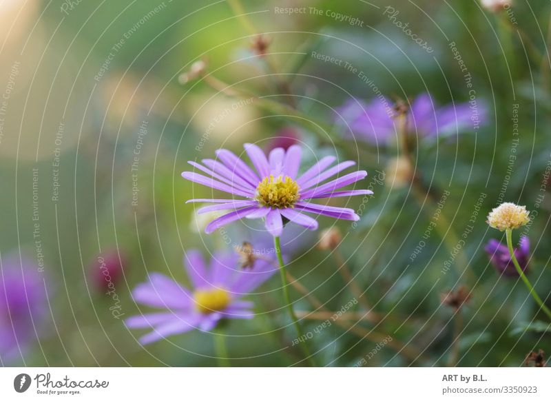 Australisches Gänseblümchen Natur Pflanze Frühling Sommer Blume berühren Blühend Duft entdecken blau grün violett rosa Kraft Mut Tatkraft schön Begierde Lust