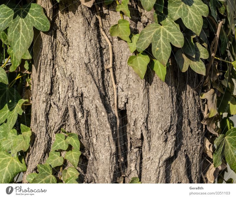 grüne Efeublätter an einem Baum aus der Nähe Natur Blatt Holz natürlich grau Hintergrund Knüppel grüne Blätter grüne Pflanze Blattmuster Blatttextur Konsistenz