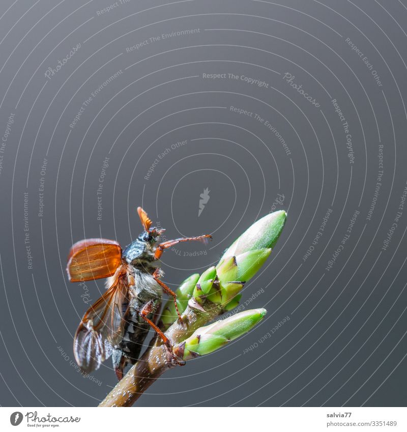 abgehoben | gleich geschafft Umwelt Natur Frühling Pflanze Blattknospe Tier Käfer Flügel Maikäfer 1 fliegen Beginn Abheben Farbfoto Außenaufnahme Makroaufnahme