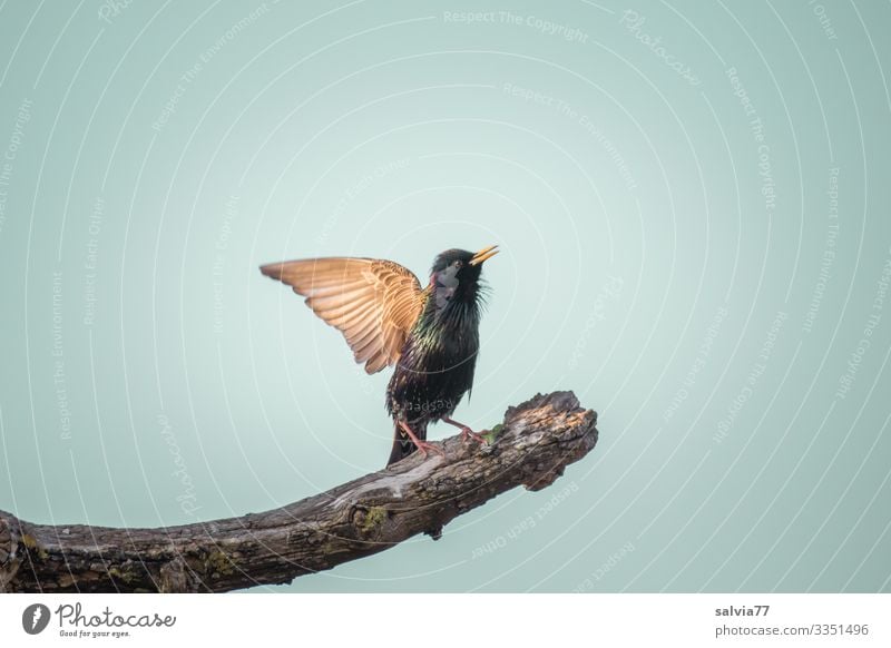 wieder da Umwelt Natur Luft Himmel Frühling Schönes Wetter Pflanze Baum Tier Wildtier Vogel Flügel Star Schnabel Ornithologie 1 außergewöhnlich singen Brunft