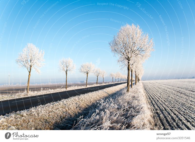 Eiszeit | Glitzer am Straßenrand Landschaft Pflanze Winter Frost Baum Feld Verkehrswege kalt blau braun weiß Raureif Schönes Wetter Blauer Himmel