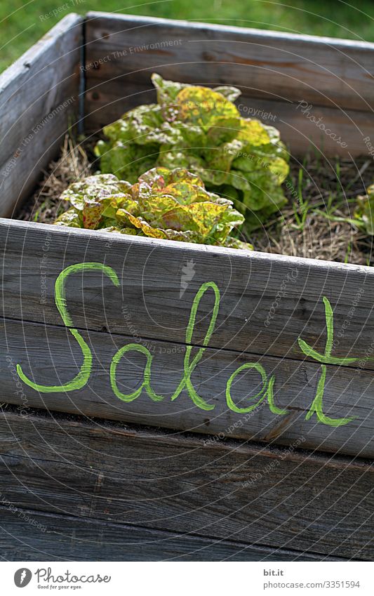 Wörtlich genommen l Salat Beet Buchstaben Schriftzeichen Text Hochbeet Erde Garten Eigenanbau Ernte reif Grüner Daumen grün regional heimisch Pflanze Natur