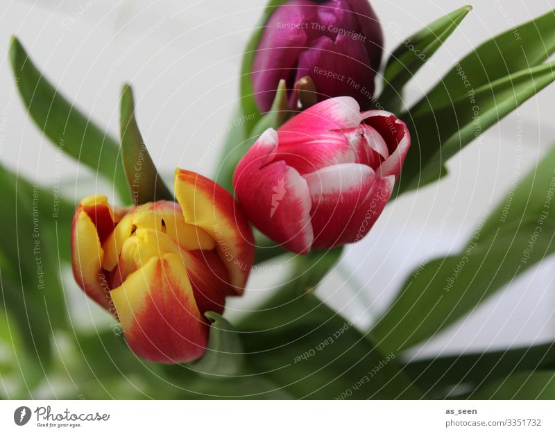 Frühlingsboten Lifestyle harmonisch Dekoration & Verzierung Valentinstag Ostern Geburtstag Natur Pflanze Blume Tulpe Blumenstrauß Blühend leuchten ästhetisch