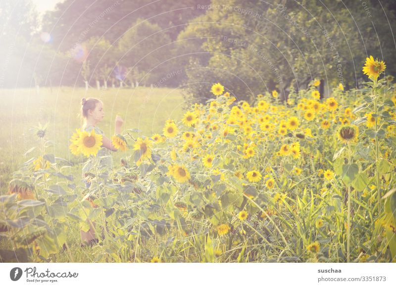 mädchen in einem feld mit sonnenblumen Kind Mädchen Feld Sonnenblumen Sonnenlicht gelb Landschaft Wiese Sommer Natur natürlich Außenaufnahme Landwirtschaft hell