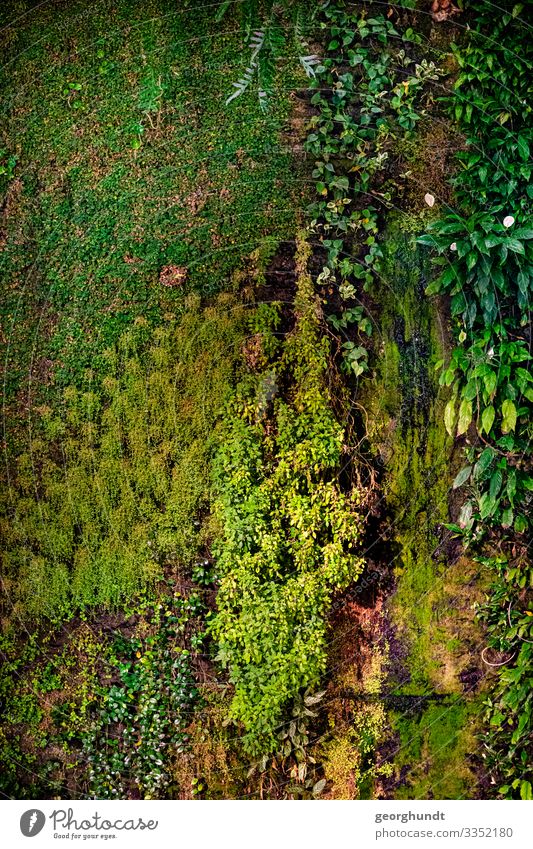 Vertikalwiese Umwelt Natur Pflanze Klima Klimawandel Blume Gras Sträucher Moos Efeu Farn Blatt Grünpflanze Garten Wiese Mauer Wand Fassade genießen grün hängend