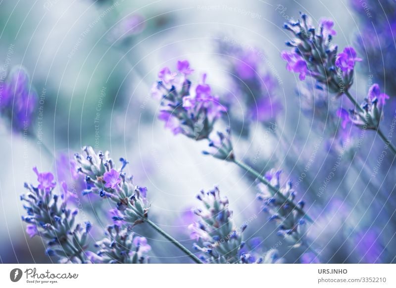 Lavendel im Sommerwind Natur Pflanze Blume Blüte Lavendula Blühend Duft schön blau grün Lippenblüter Zierpflanze graufilzig aromatisch Kurztrieb Scheinquirle