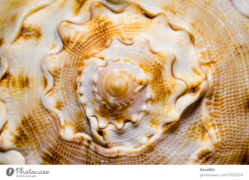 große Spiralmuschel Nahaufnahme abstrakte Textur Makro Wellen glänzend weiß Sahne gekrümmt zyklisch gepunktet dotty Glanz orange rund Muschel Spirale gestreift
