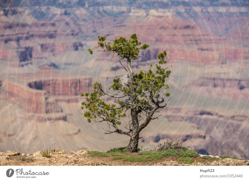 Kleine Kiefer am Grand Canyon Umwelt Natur Landschaft Tier Wasser Frühling Sommer Schönes Wetter Pflanze Baum Gras Hügel Felsen Schlucht Erholung