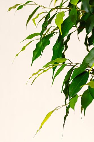 Junge Blätter des Ficus benjamin aus nächster Nähe. exotisch Wohnung Dekoration & Verzierung Büro Natur Pflanze Baum Blatt Wachstum natürlich grün Kreativität
