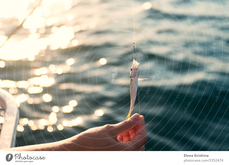 Die weibliche Hand hält einen kleinen Fisch. Die Frau ist beim Fischen. Meeresfrüchte Lifestyle Erholung Freizeit & Hobby Angeln Ferien & Urlaub & Reisen