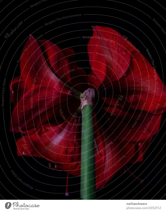 Rote Amaryllis rot Ritterstern schließen Makro abschließen weiß schwarz Hintergrund intensiv Blütenknospen Blume geblümt Schönheit Natur Blütezeit Überstrahlung