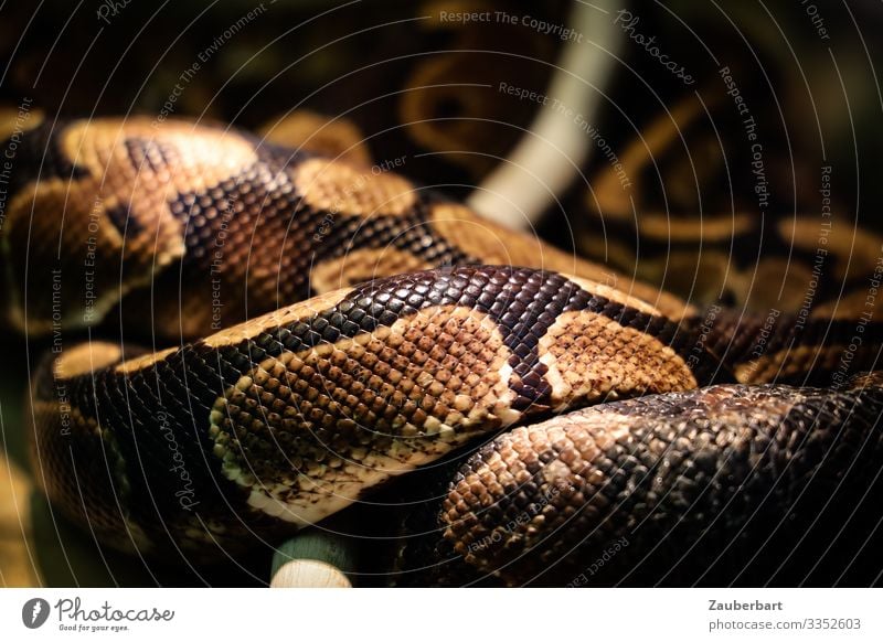 Verschlungen Wohlgefühl Erholung Tier Nutztier Schlange Schuppen schlangenförmig Schlangenhaut Schlangenmaserung Reptil 1 liegen bedrohlich exotisch wild braun