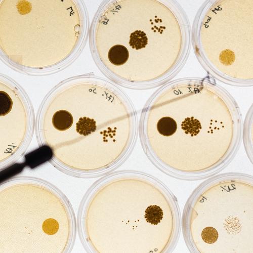 Wachsende Bakterien in Petrischalen. Teller Gesundheitswesen Medikament Wissenschaften Labor Technik & Technologie Kultur Reinigen Wachstum anstrengen
