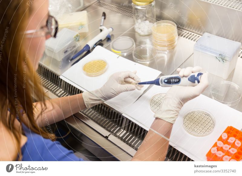 Weibliche Wissenschaftlerin, die im Labor forscht, pipettiert Zellkulturproben auf LB-Agar-Medium im Laminarflow. Biowissenschaftlerin, die Bakterien in den Petrischalen pfropft.