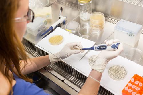 Weibliche Wissenschaftlerin, die im Labor forscht, pipettiert Zellkulturproben auf LB-Agar-Medium im Laminarflow. Biowissenschaftlerin, die Bakterien in den Petrischalen pfropft.