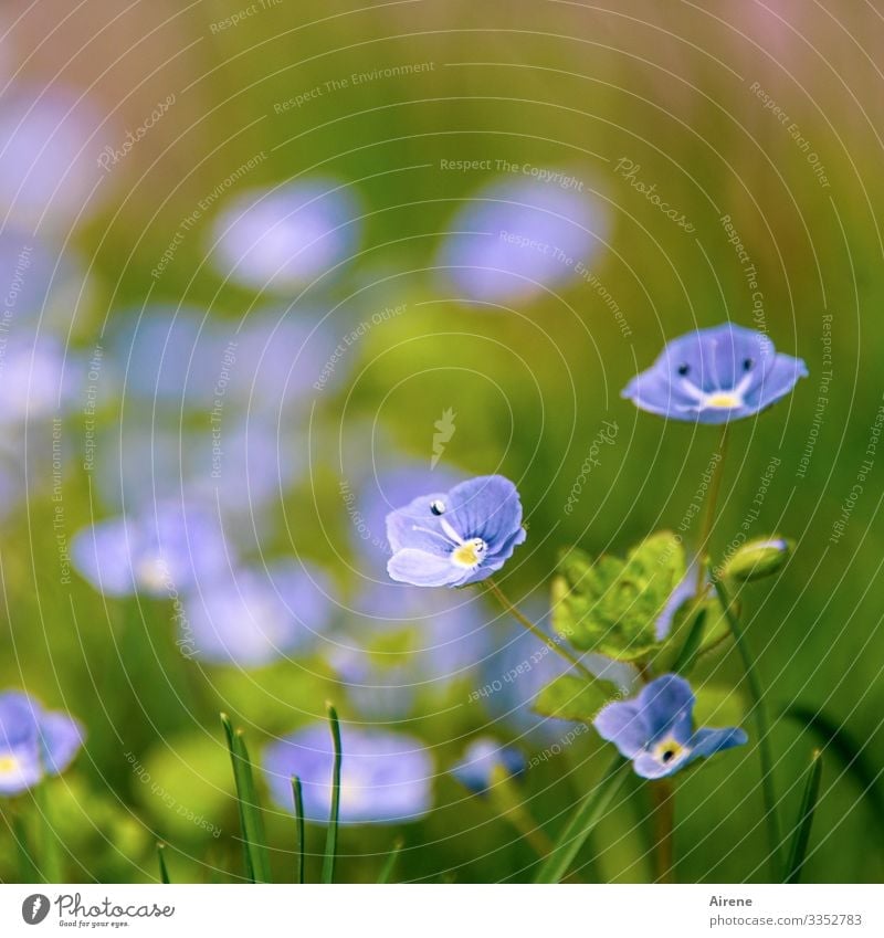Ehrenpreis - einfach so Pflanze Schwache Tiefenschärfe Blume Blühend blau Tag Natur Menschenleer grün Freundlichkeit hell klein schön Frühling Sommer Licht